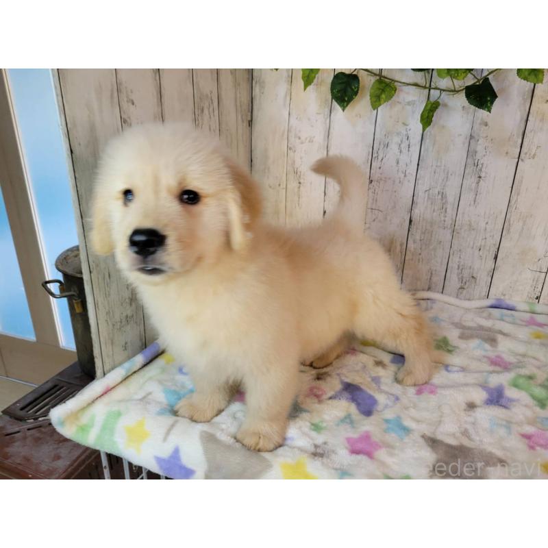 販売中の三重県のゴールデンレトリーバー-415563の4枚目